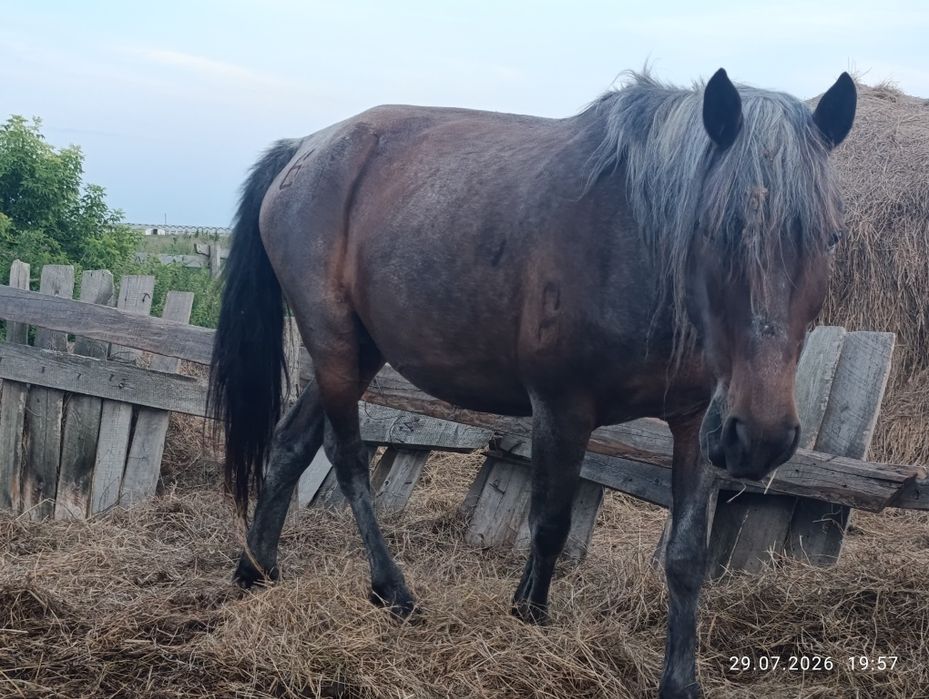 Продам 2 кобылы можно отдельно