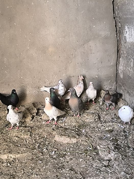 Продаются голуби