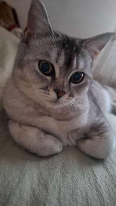 Mushukchalar Srochna sotiladi