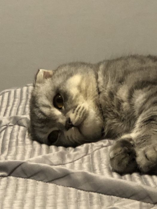 Шотландский вислоухий кот