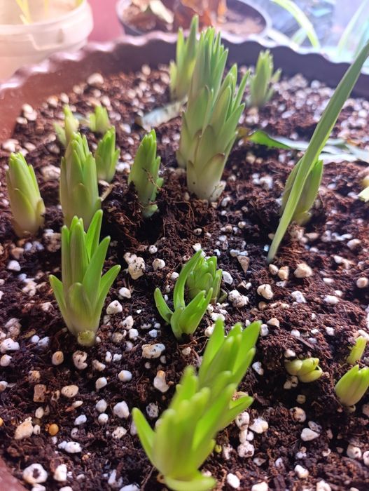 Комнатный цветы  хона гуллар