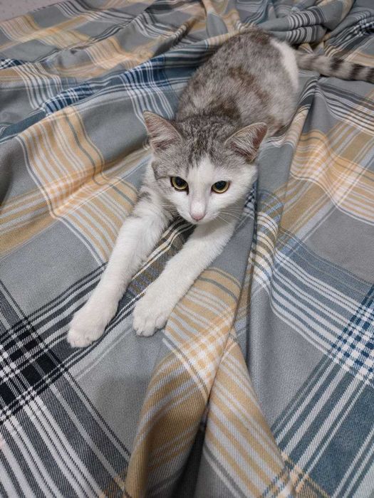 Отдам котёнка в добрые руки