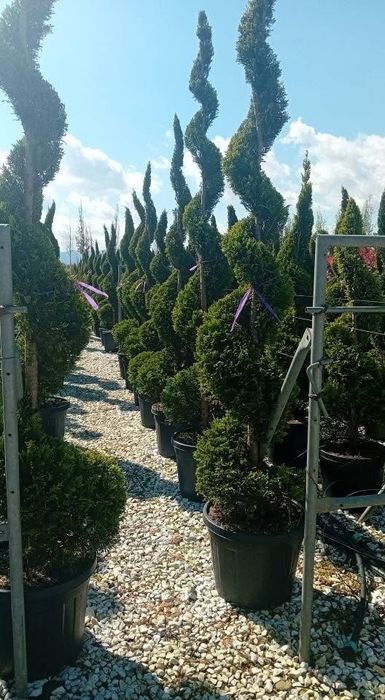 Plante oramentale/pret fictiv