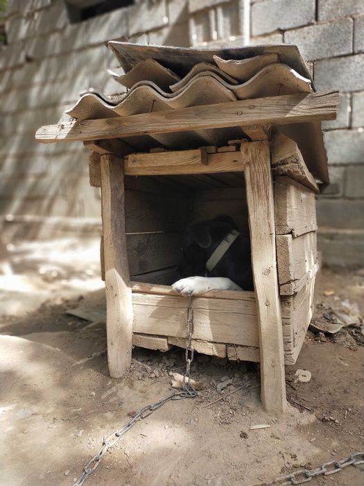 Собака домашние хорошее