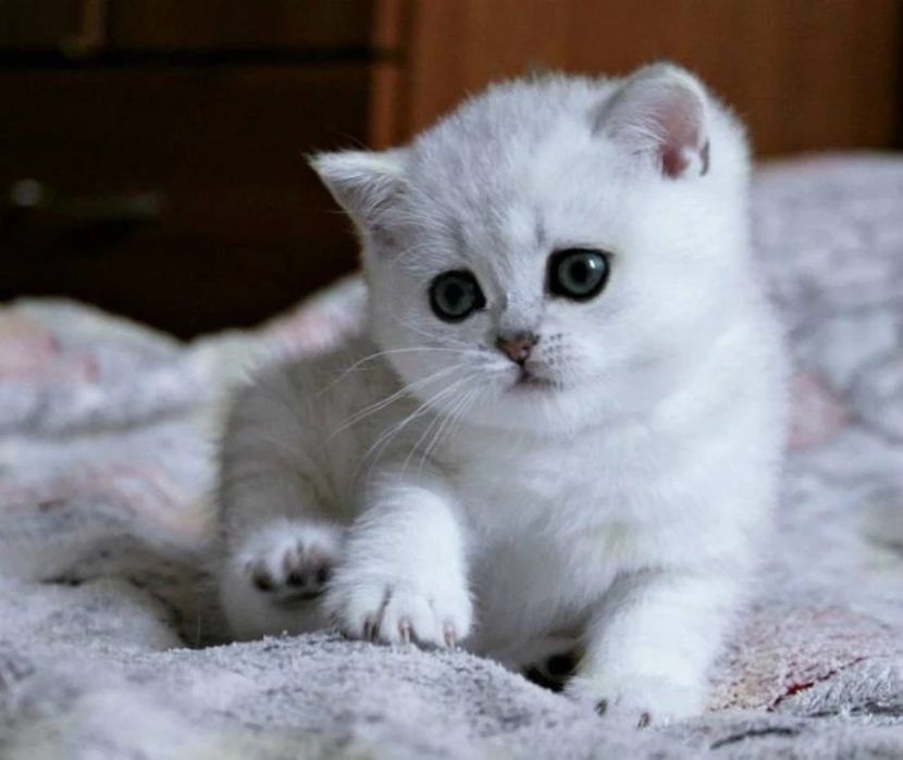 Шотландская шиншилла котенок