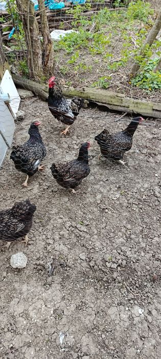 Găini și cocoș wyandotte de anul trecut