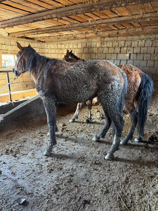 Екі жасар қашар байтал