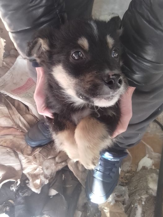 Отдам щенков двух