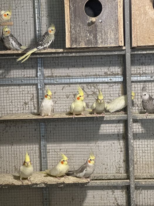 Продавам корели и вълнисти