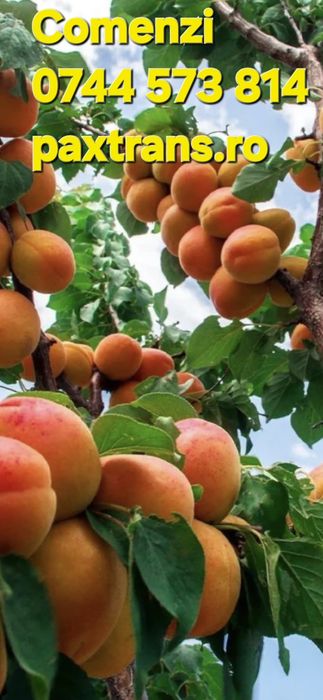 Cais Nuci Chandler Prun Mar Par Visin Kaki Rodiu Aronia > RO