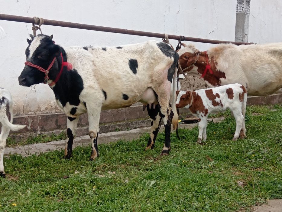 Ona bola bolasi smintal