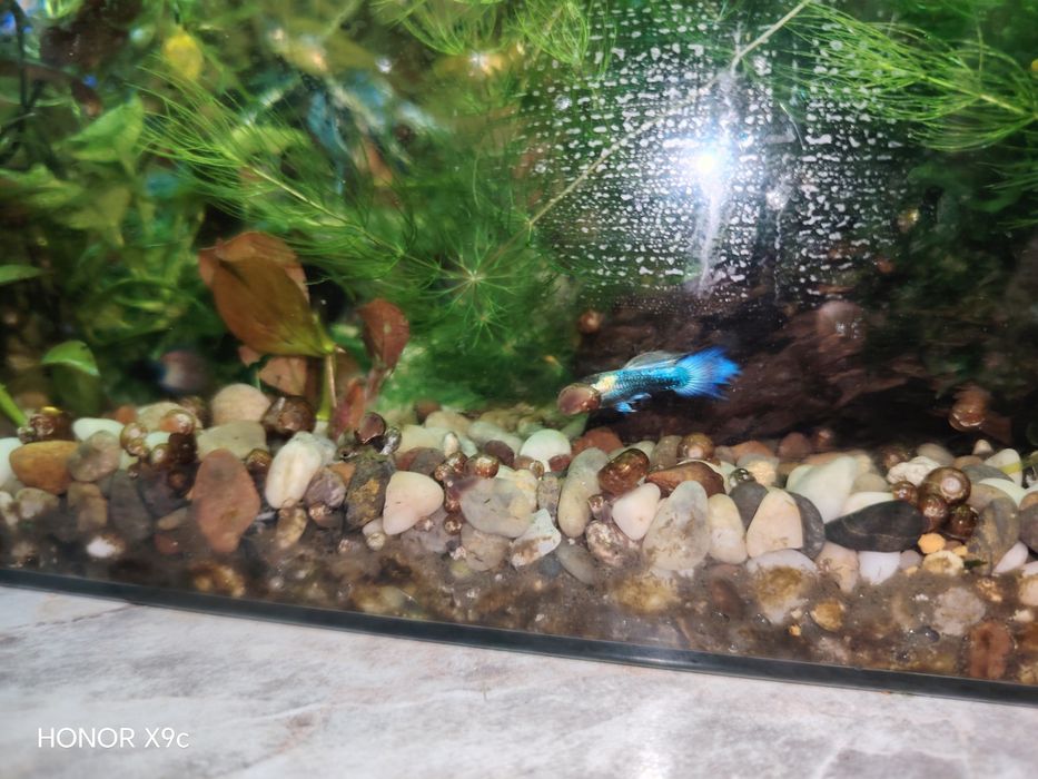 Гуппи Blue dream