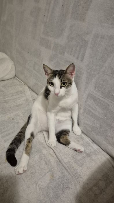 Greta pisica care cauta oameni