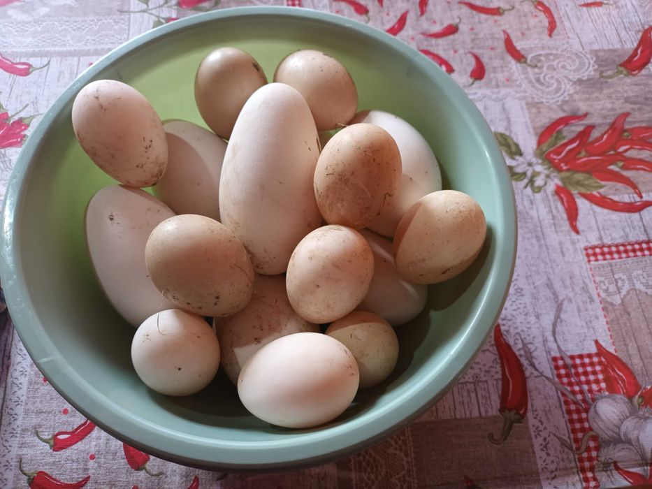 Vand gaste toulouse si rate mute