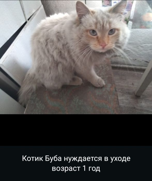 Срочно котики на пристройство