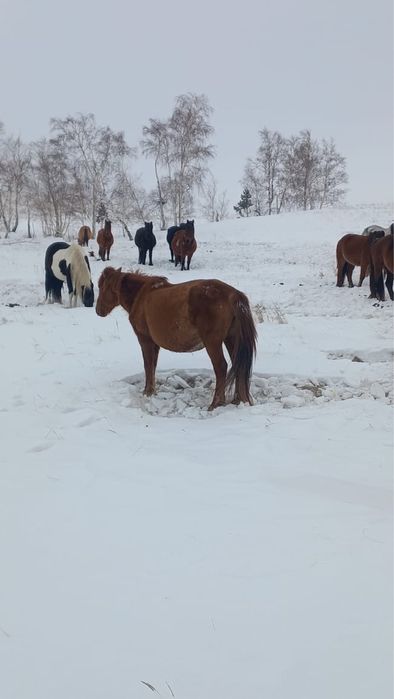 Продам кобылу …..