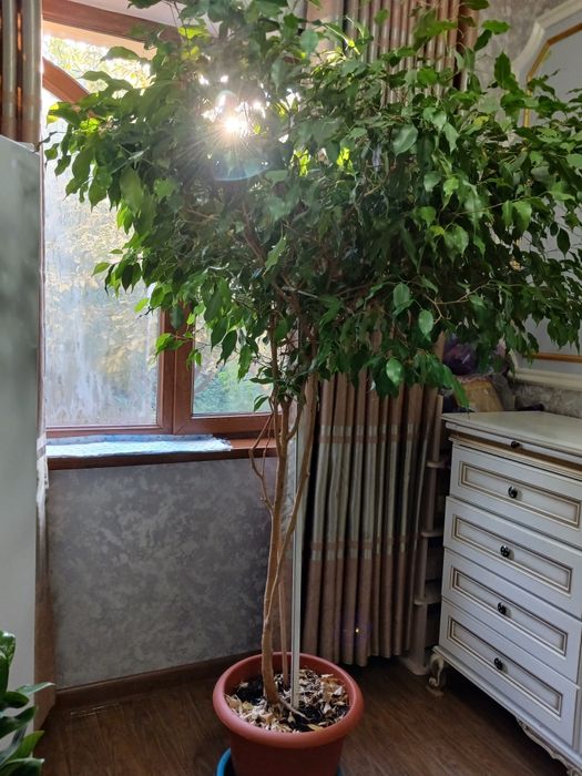 Продаю.домашний цветок