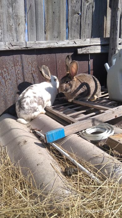 Продам кроликов.