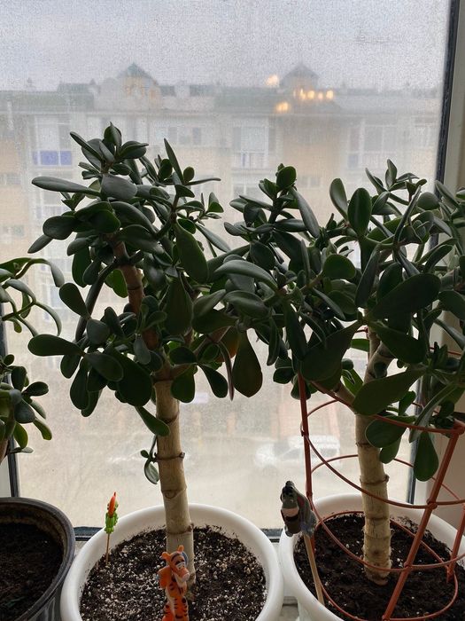 Продаётся денежное дерево Толстянка