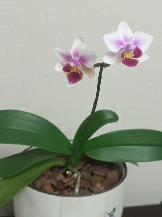 Орхидея фаленопсис