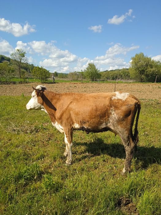 vand 2 vaci - Sitani, Bihor