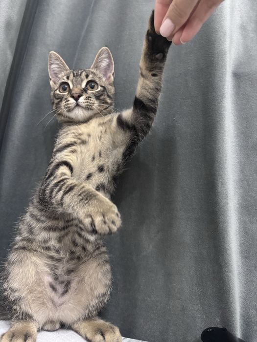 Отдам котенка в добрые руки