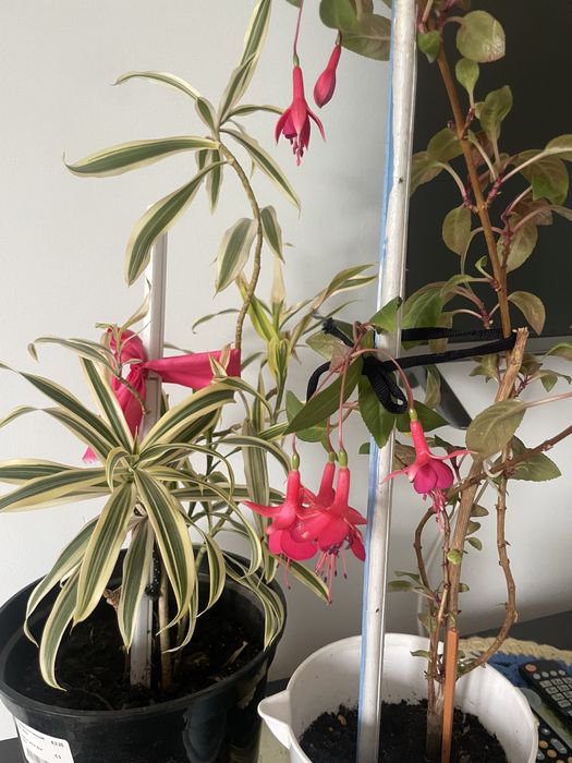 Продам цветы,комнатные: