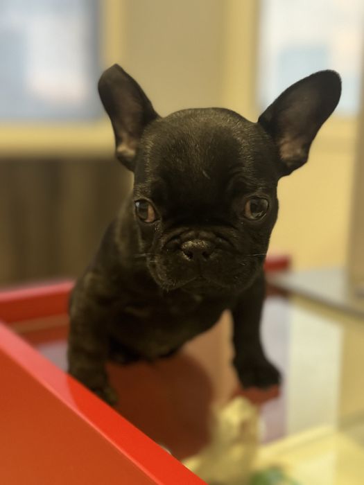 Френски-булдог мъжко