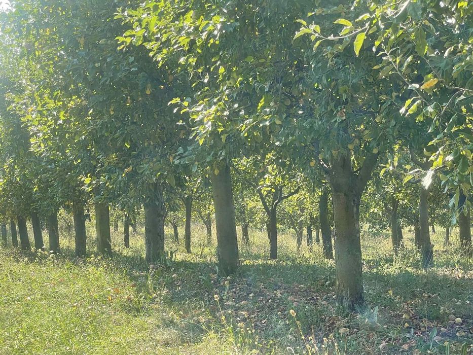 DE VÂNZARE – Casă cu teren și livadă în Săliște, comuna Băsești
