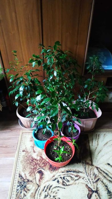 Дерево Фикус Бенджамина  (Ficus Benjamina)