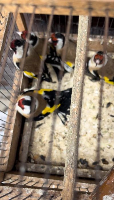 Продам черноголовых щеглов