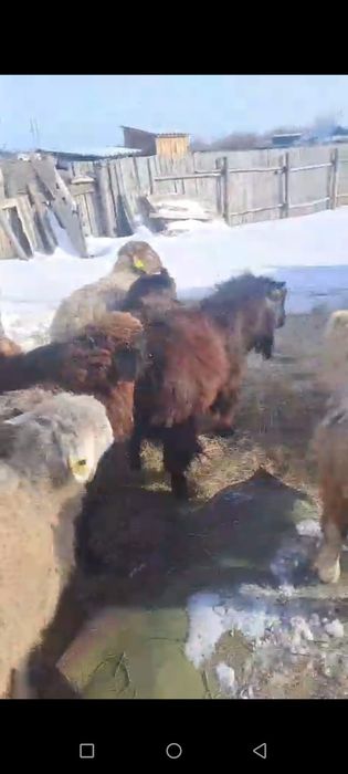 Продаётся баранов