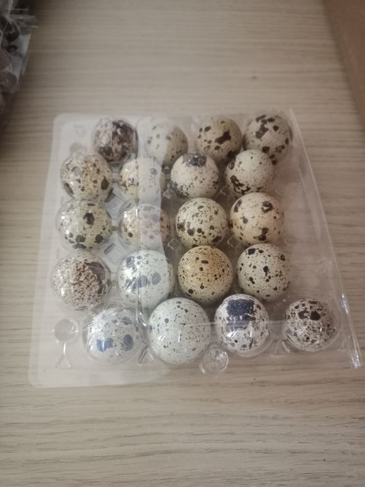 Продам перепелиные яица
