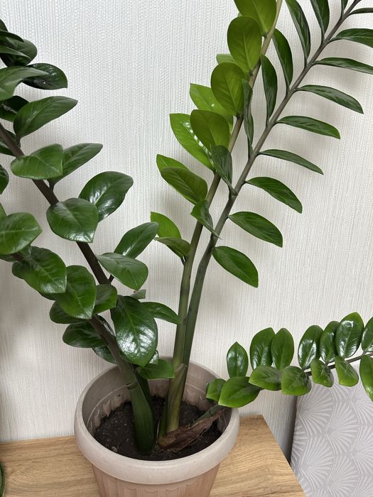 Продам фикус и долларовое дерево