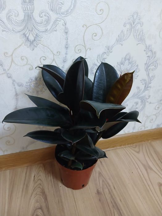 Комнатные растения