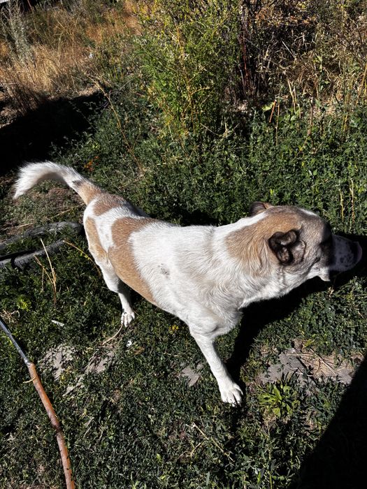 Алабай, САО (мальчик)