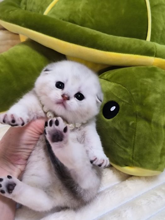 Котята от правильной вязки