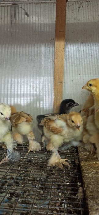 Цыплята домашние