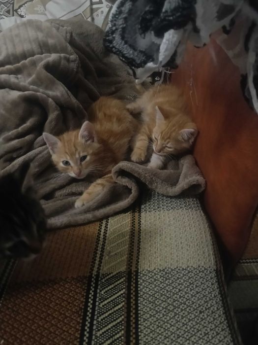 3 pisicute spre adoptie