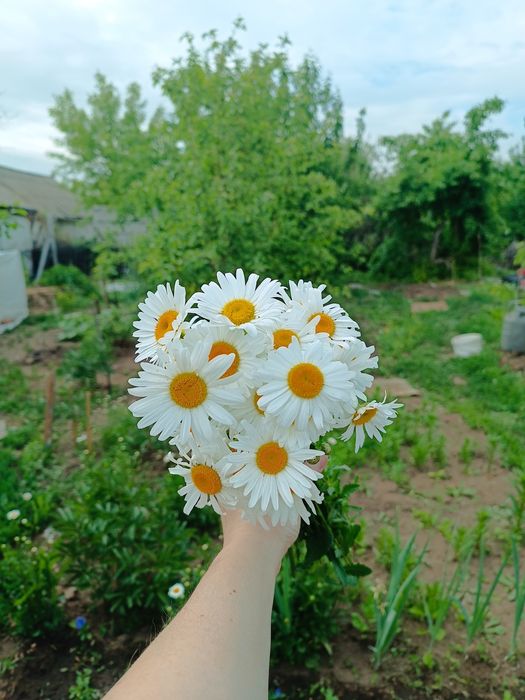 Продам саженцы многолетников