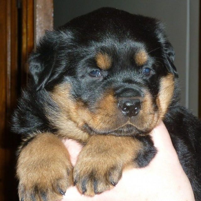 Продаются щенки ротика