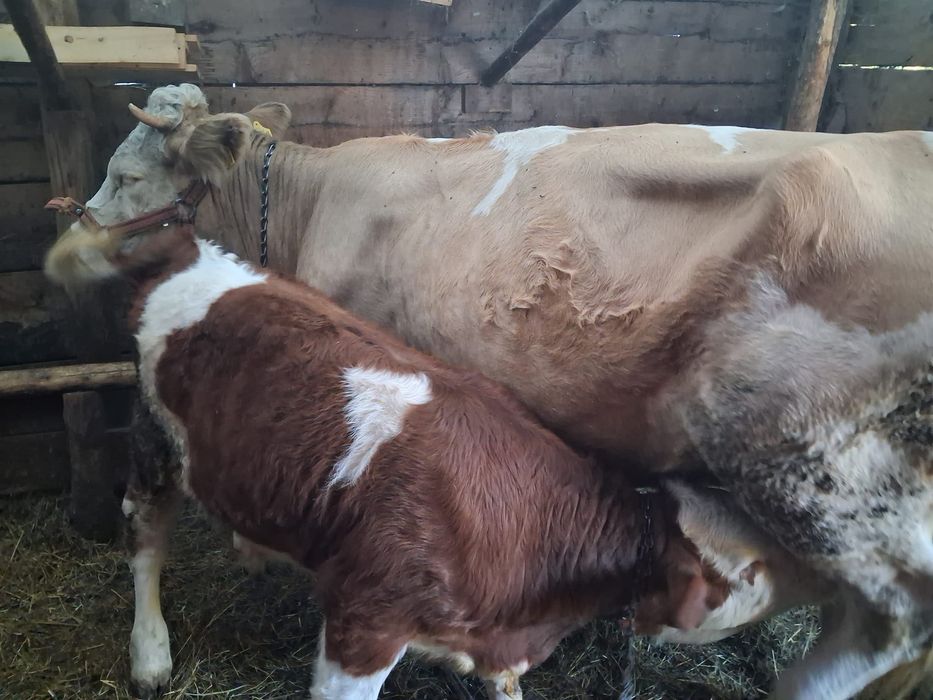 Vand vaca de 6 ani cu vitel de 4 luni
