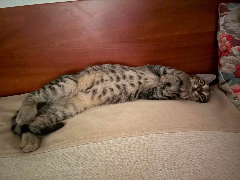 Motanei pentru adoptie