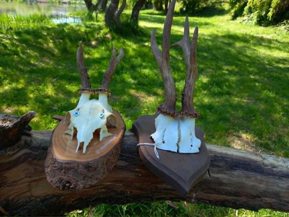 trofeu.trofee.craniu.coarne de caprior frumoase