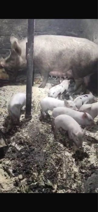 Продам поросят месячных