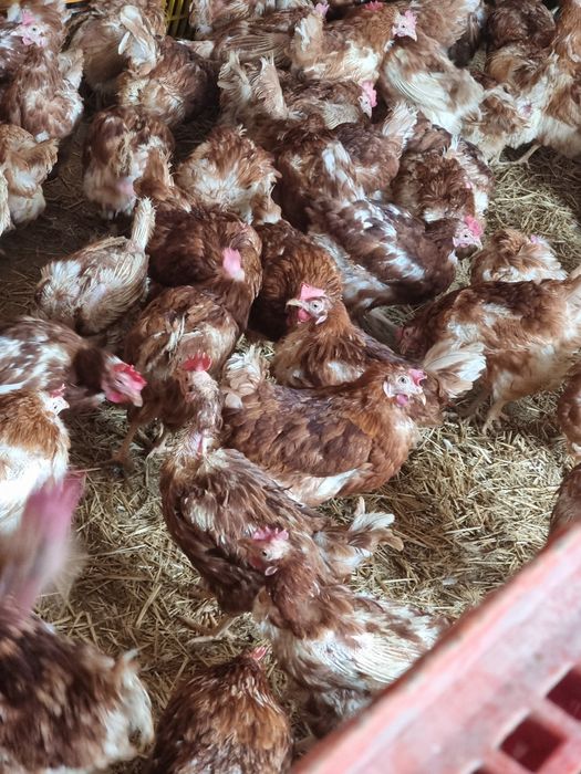 Gaini rosii ouatoare