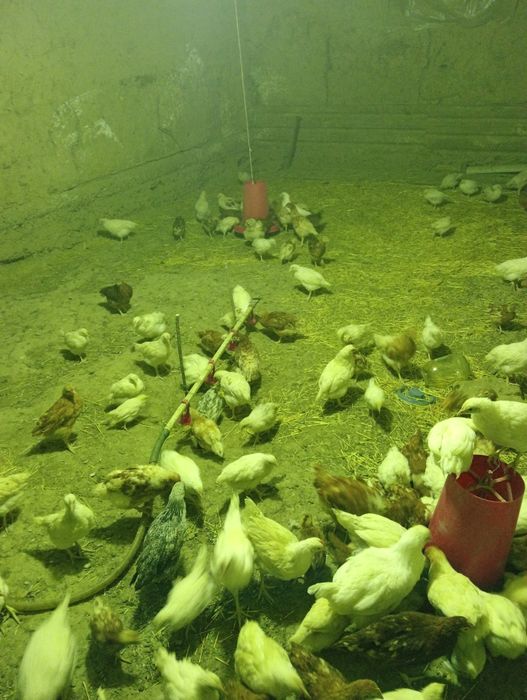 Цыплята 2 месяц     .