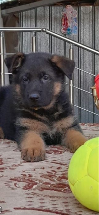 Чистокровные щенки Немецкой овчарки