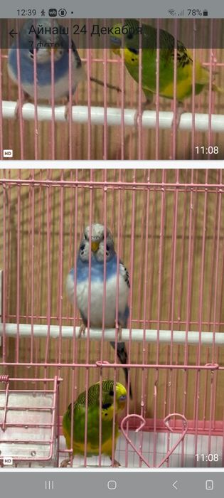 Продам попугайчиков ..