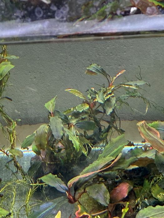 Plante acvariu bucephalandra
